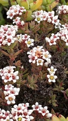 Crassula pruinosa