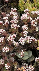 Crassula pruinosa