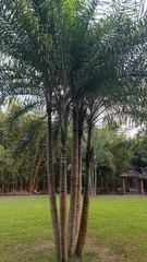 Dypsis madagascariensis