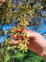 Eucalyptus muelleriana