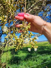 Eucalyptus muelleriana
