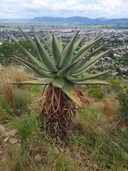 Aloe ferox