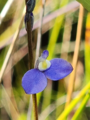 Comesperma defoliatum