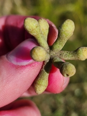 Eucalyptus muelleriana