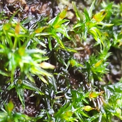 Orthotrichum pulchellum