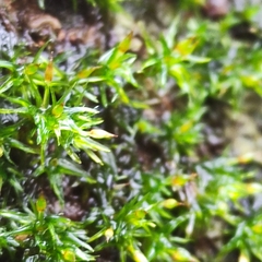 Orthotrichum pulchellum