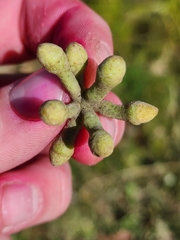 Eucalyptus muelleriana