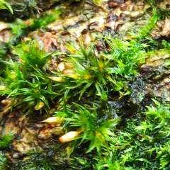 Orthotrichum pulchellum