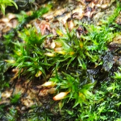 Orthotrichum pulchellum