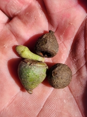 Eucalyptus muelleriana