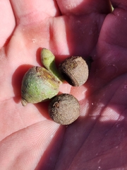 Eucalyptus muelleriana