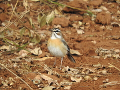 Cercotrichas quadrivirgata
