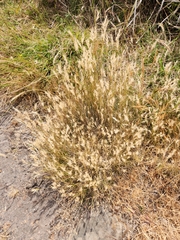 Rytidosperma setaceum