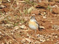 Cercotrichas quadrivirgata