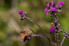 Euphydryas maturna