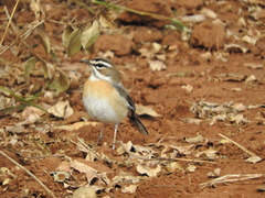 Cercotrichas quadrivirgata