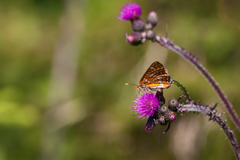 Euphydryas maturna