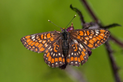 Euphydryas maturna