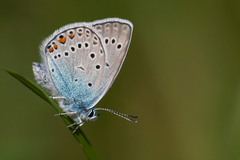 Polyommatus amandus