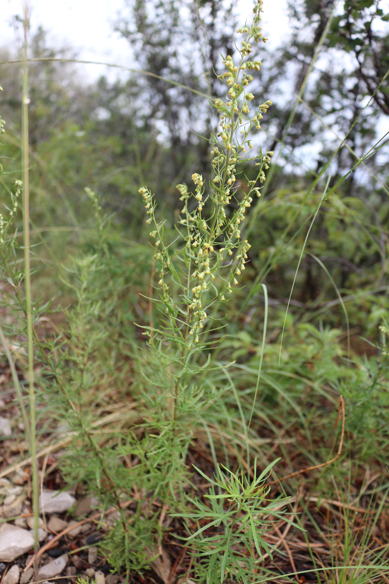 Artemisia carruthii