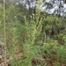 Artemisia carruthii - Photo (c) Lena Zappia, algunos derechos reservados (CC BY-NC), subido por Lena Zappia