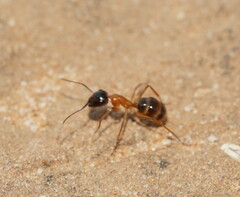 Camponotus terebrans