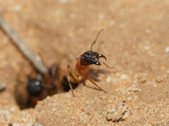 Camponotus terebrans