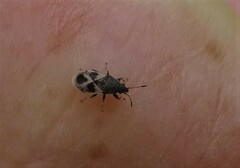 Oxycarenus