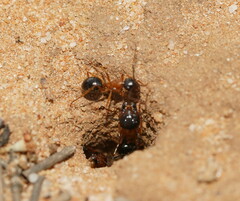 Camponotus terebrans