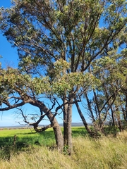 Eucalyptus muelleriana