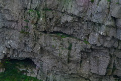 Dimorphotheca venusta amoena