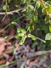 Grevillea mucronulata