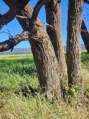 Eucalyptus muelleriana