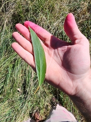 Eucalyptus muelleriana