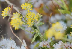 Rhodanthe tietkensii