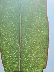 Eucalyptus muelleriana