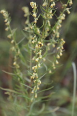 Artemisia carruthii