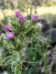 Carduus tenuiflorus