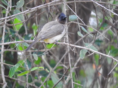 Pycnonotus barbatus layardi