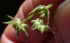Alepidea setifera