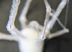 Engyodontium aranearum