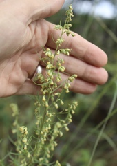 Artemisia carruthii