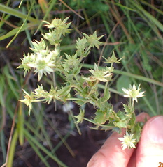 Alepidea setifera