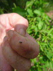 Oxycarenus
