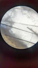 Engyodontium aranearum