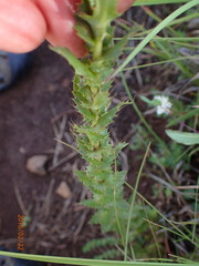 Alepidea setifera