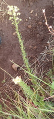 Alepidea setifera