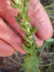 Alepidea setifera