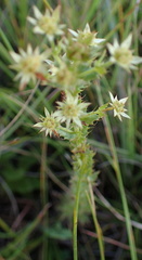 Alepidea setifera