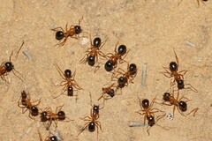 Camponotus terebrans